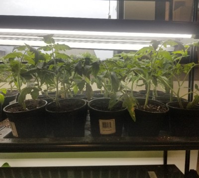 Mountain Gem Tomato Plants - 4.5'' pots