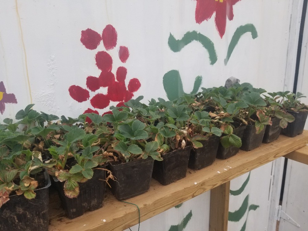 Strawberry Plants