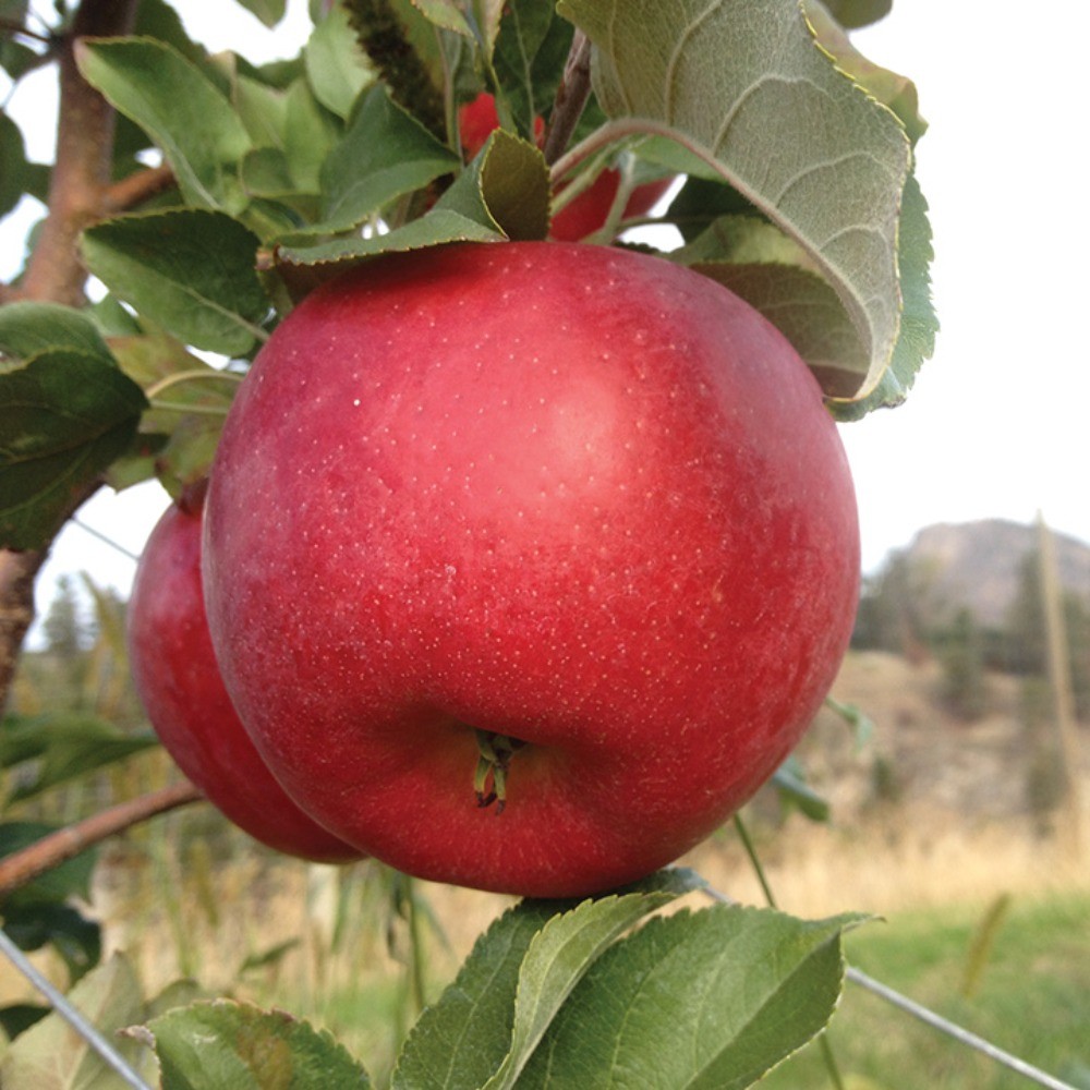 APPLE  -  Red Honeycrisp