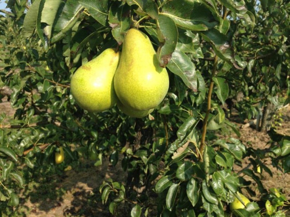 PEAR  Allstar Harrow Gold