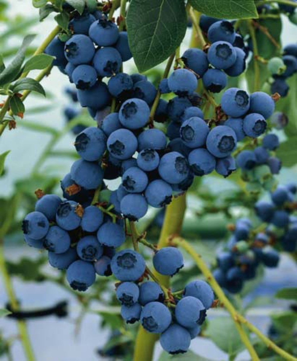 BLUEBERRY - Blueray