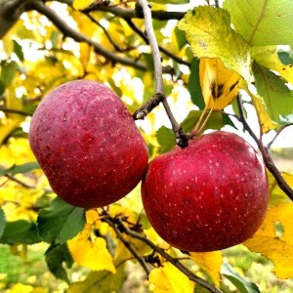 APPLE - Florina