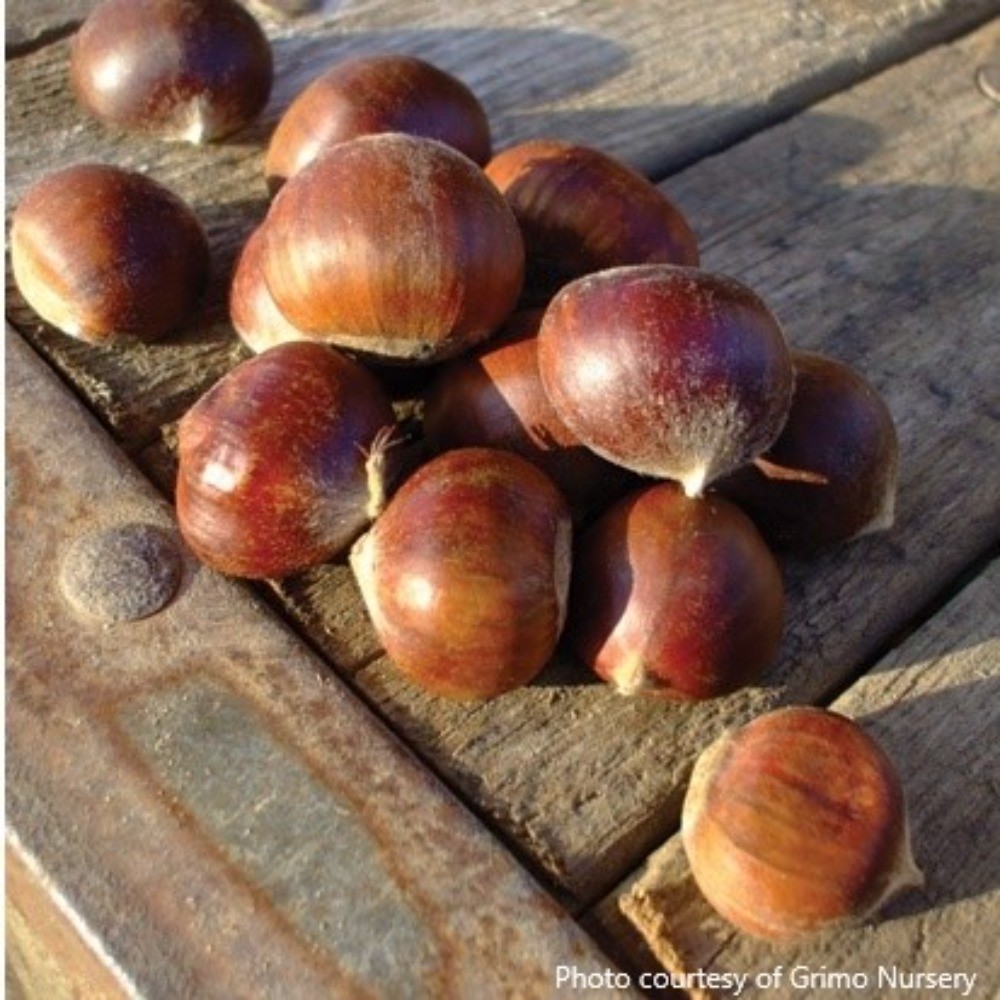 Chestnut - American Chinese Hybrid