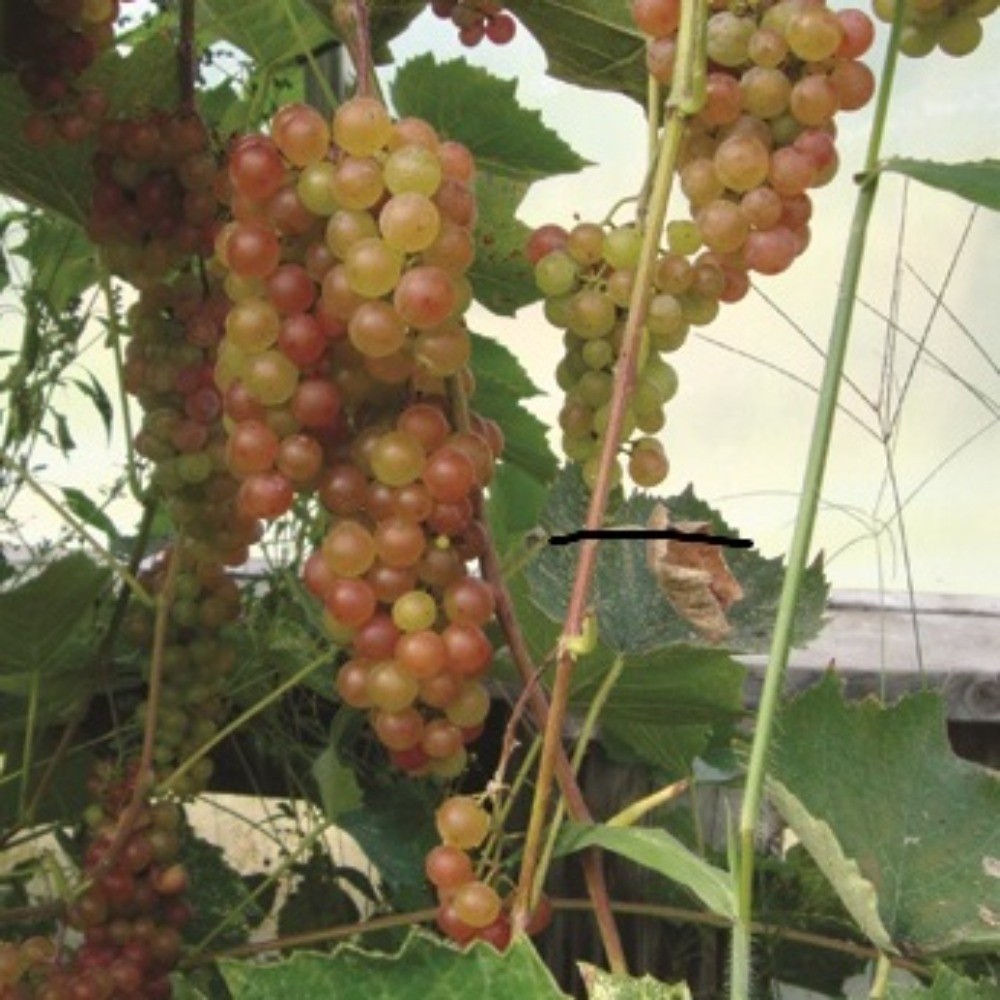 GRAPES- Somerset