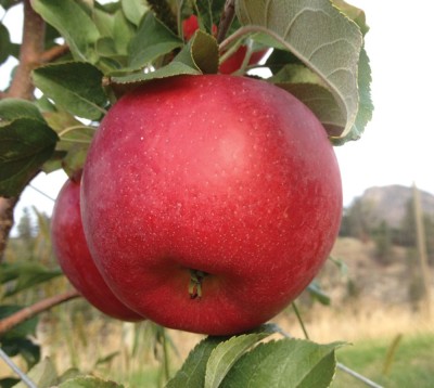 APPLE  -  Red Honeycrisp