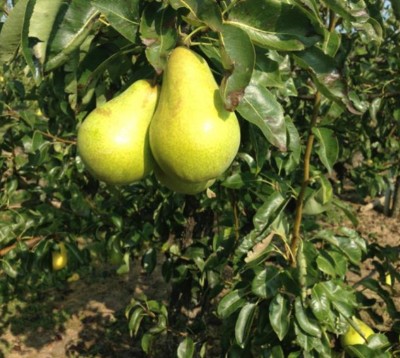 PEAR  Allstar Harrow Gold