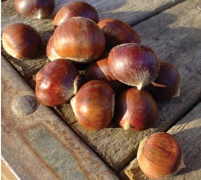 Chestnut - American Chinese Hybrid