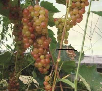 GRAPES- Somerset